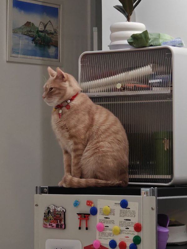 就说帅不帅吧😎#猫就说帅不帅吧😎#猫