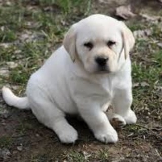 Jaipur pets lover Dog cats kittens Telegram Group Link