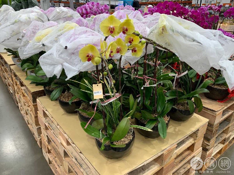 #Costco好市多2月新品通知3株桌上型蝴蝶蘭 #125977
