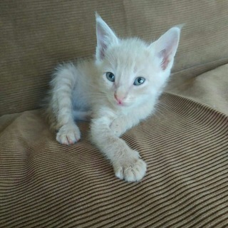 INSANE GROUP💔 Telegram Group Link