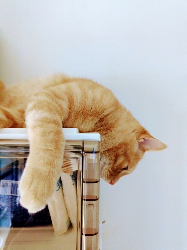 丑也丑的这么怡然自得🤔 #20220401