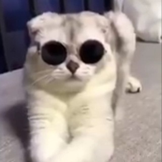 🐱博士读书 Telegram Group Link