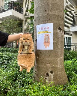 寻猫启示