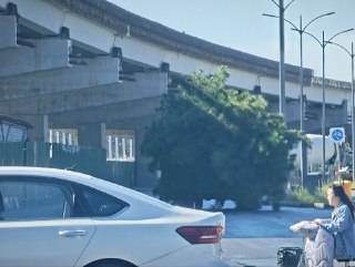 路上怎么有棵树在跑