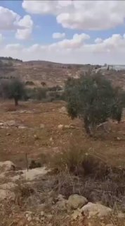 כנופיות מתנחלים ישראליות גונבות זיתים מאדמת חקלאים פלסטינים באזור אל-רחיה במסאפר יטא, דרומית לחברון.