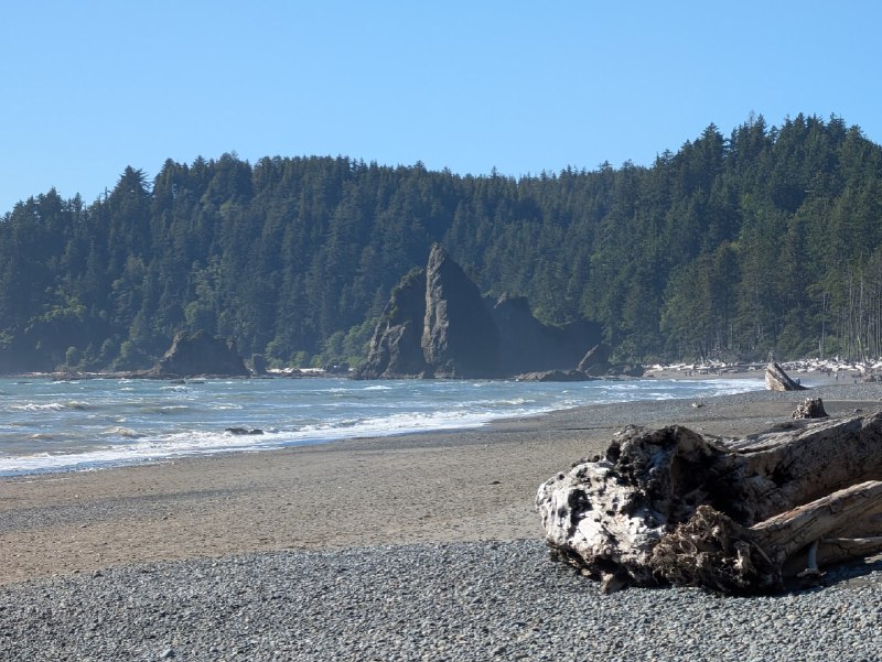 暮光之城海灘（光照充足版）雨林之間的 Roosevelt Elk暮光之城海灘（光照充足版）雨林之間的 Roosevelt Elk