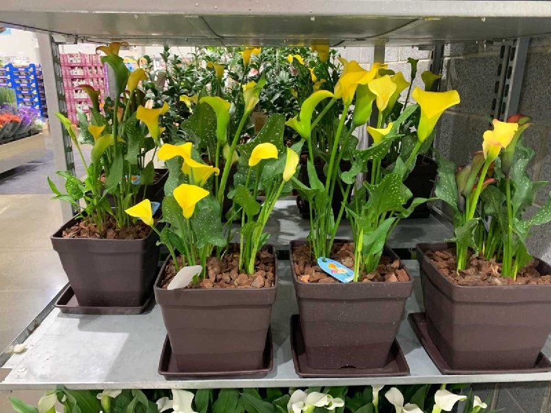 #Costco好市多03月新品通知彩色海芋 #128393