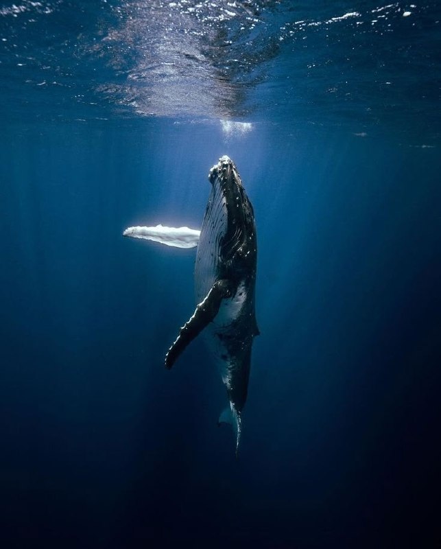 The noisy one splashes in the shallow waters, the still one plows the wide ocean.