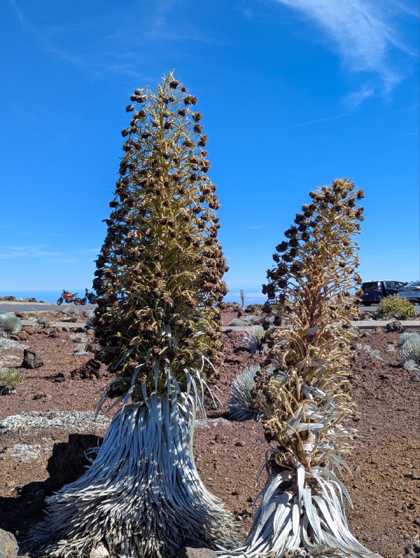 太多樣化了，我不是在海邊嗎，怎麼突然給我幹到了海拔 3000 米（此時已經能看見只生長在夏威夷海拔 2100 米以上的瀕危植物銀劍（Argyroxiphium sandwicense）