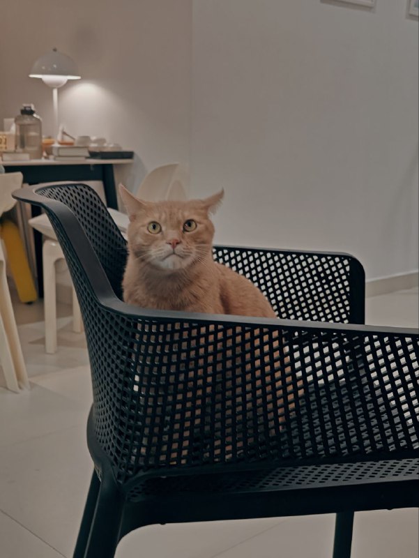 #是我我是猫大人#今天猫大人很开心☺️