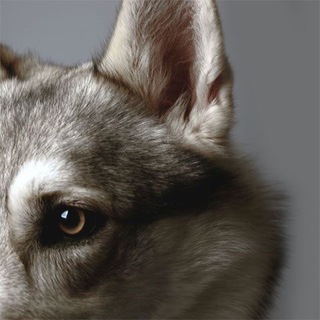 WerewolPH Telegram Group Link