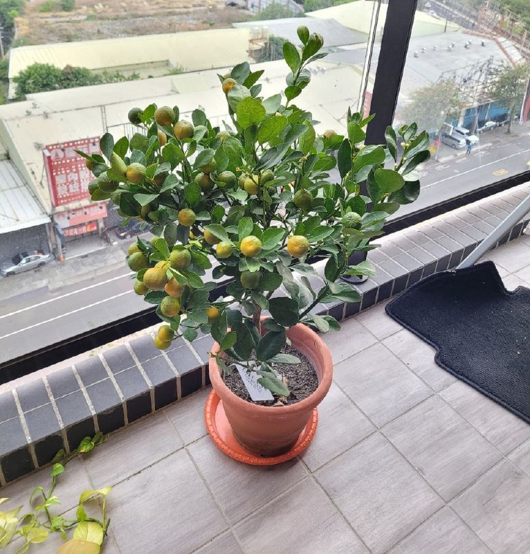 完整情報 