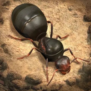 Чат The Ants