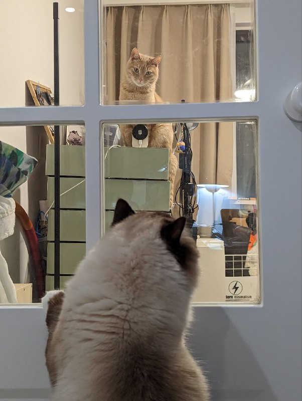 #已经开始对视了#二狗和小橘子#20230327