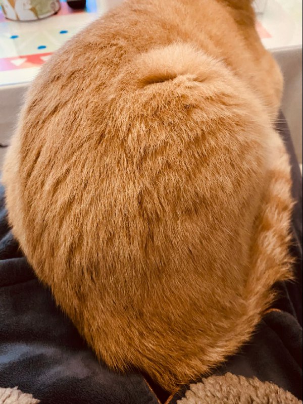 屁股很大的