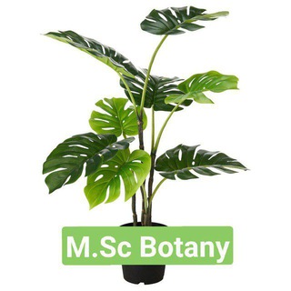 Msc Botany Zoology Telegram Group Link